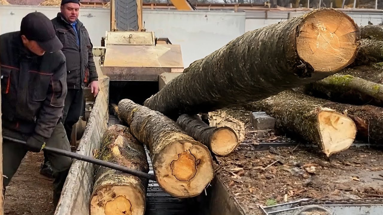DANGEROUS TEST — When Logs Are Bigger Than the Shredder.