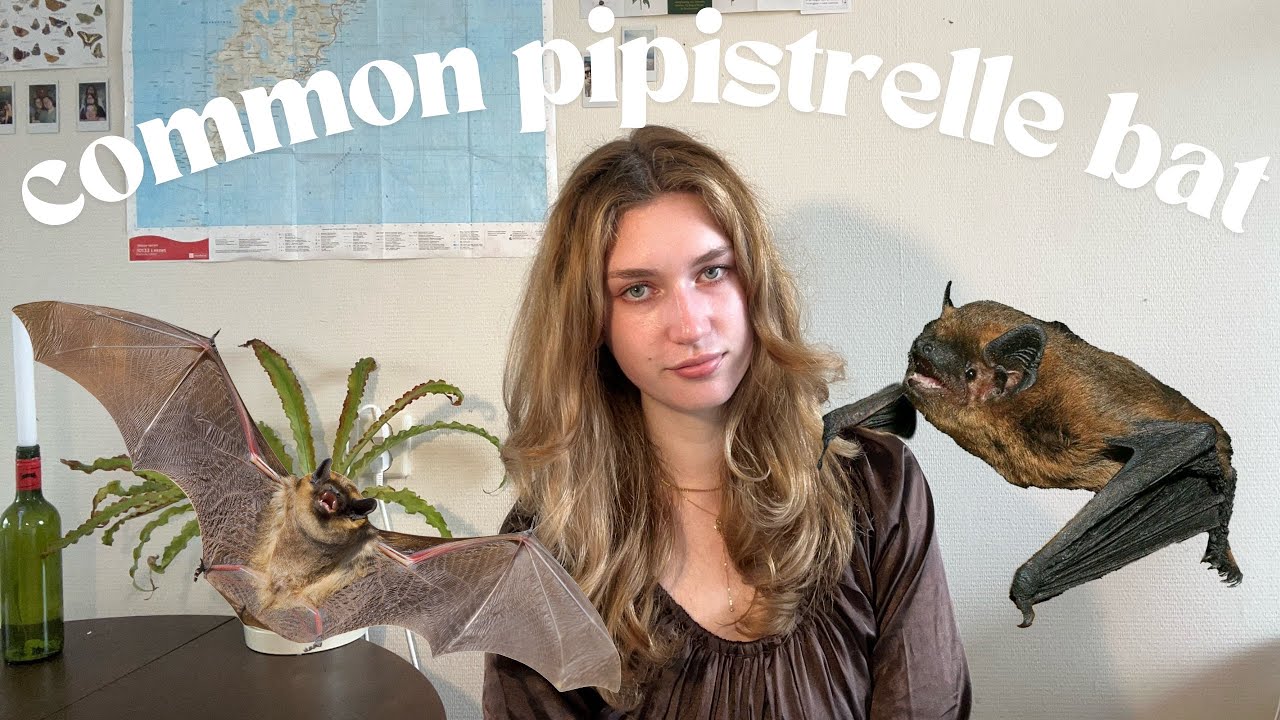 The Tiny Bat with a Big Role: Meet the Common Pipistrelle