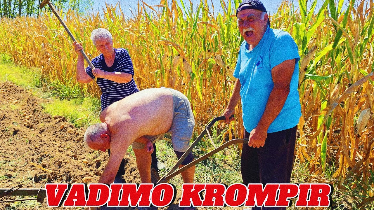 POTUKLI SE DOK VADE KROMPIR! *opšti haos*
