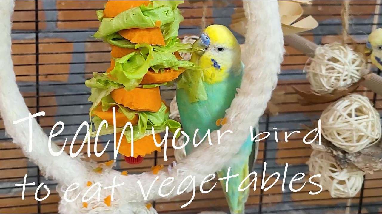 Your budgie doesn't eat vegetables?  Happy budgie sounds and their example will help you