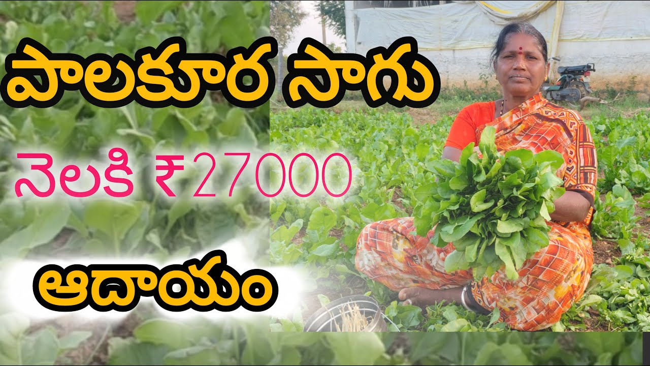 పాలకూర సాగు spinach cultivation in Telugu palakura sagu leafy vegetables cutting  # agritech 431