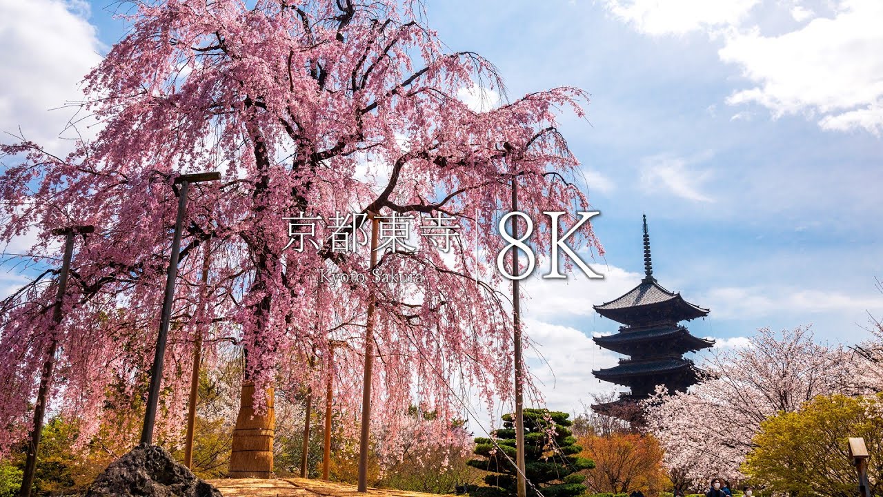 【春満開の不二桜】東寺と穴場の桜名所を訪ねて - KYOTO in 8K