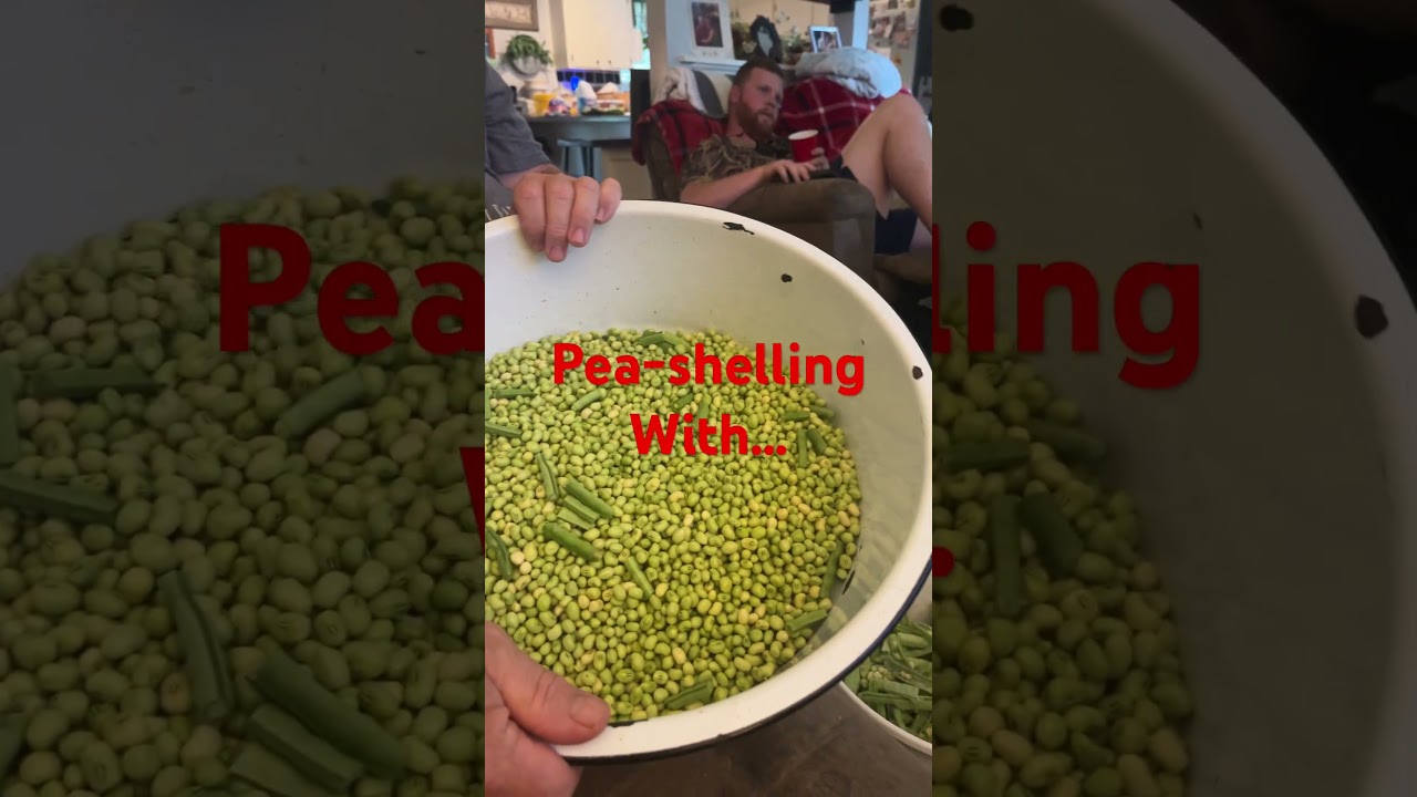 Using an old model  pea-sheller. She works like a charm! 😂 