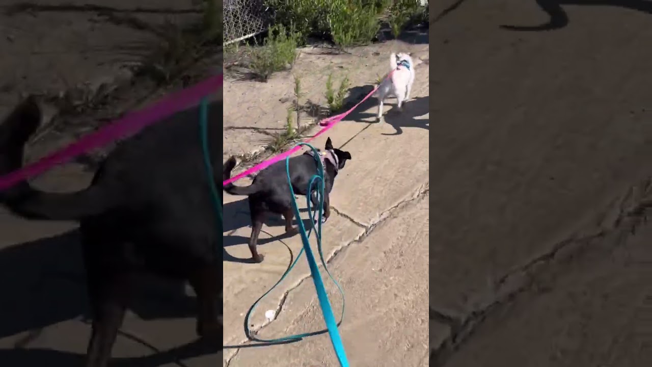 Helping 4 sensitive dogs avoid the public