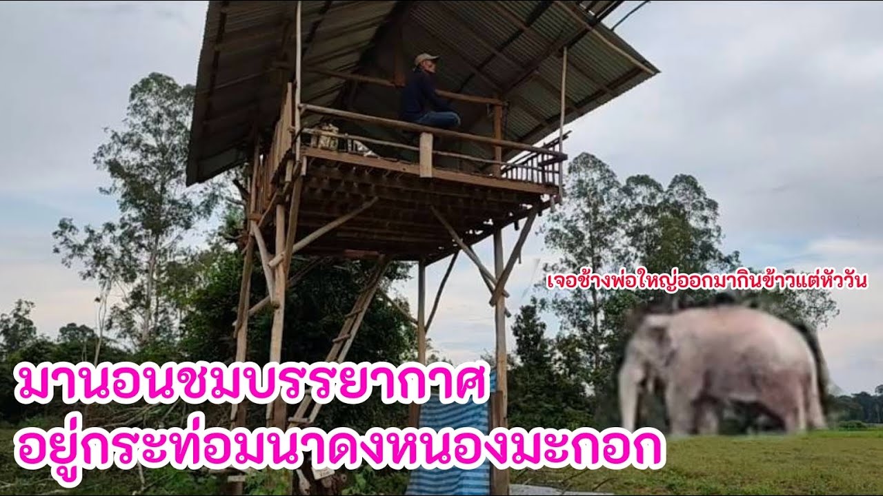 มานอนชมบรรยากาศอยู่กระท่อมนาดงหนองมะกอก เจอช้างพ่อใหญ่ออกมากินข้าวแต่หัววัน 05/09/2568 |เด่นเดินดง