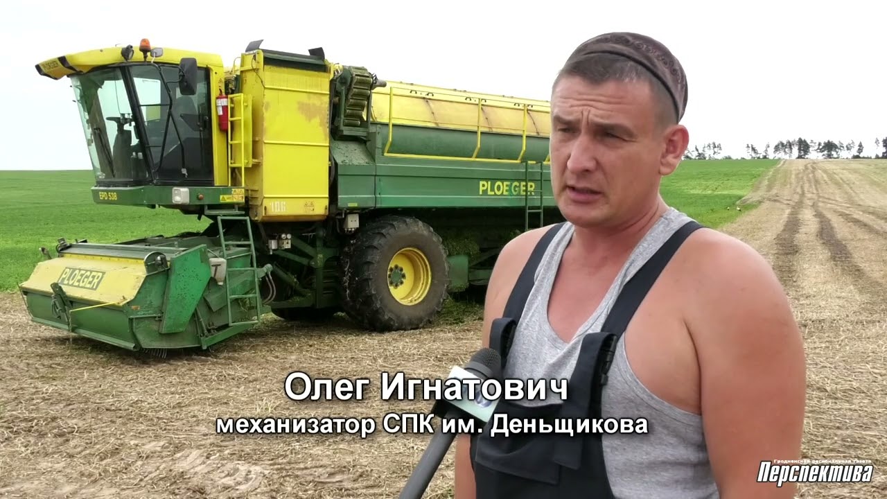 В СПК им. Деньщикова стартовала уборка зеленого горошка-2022