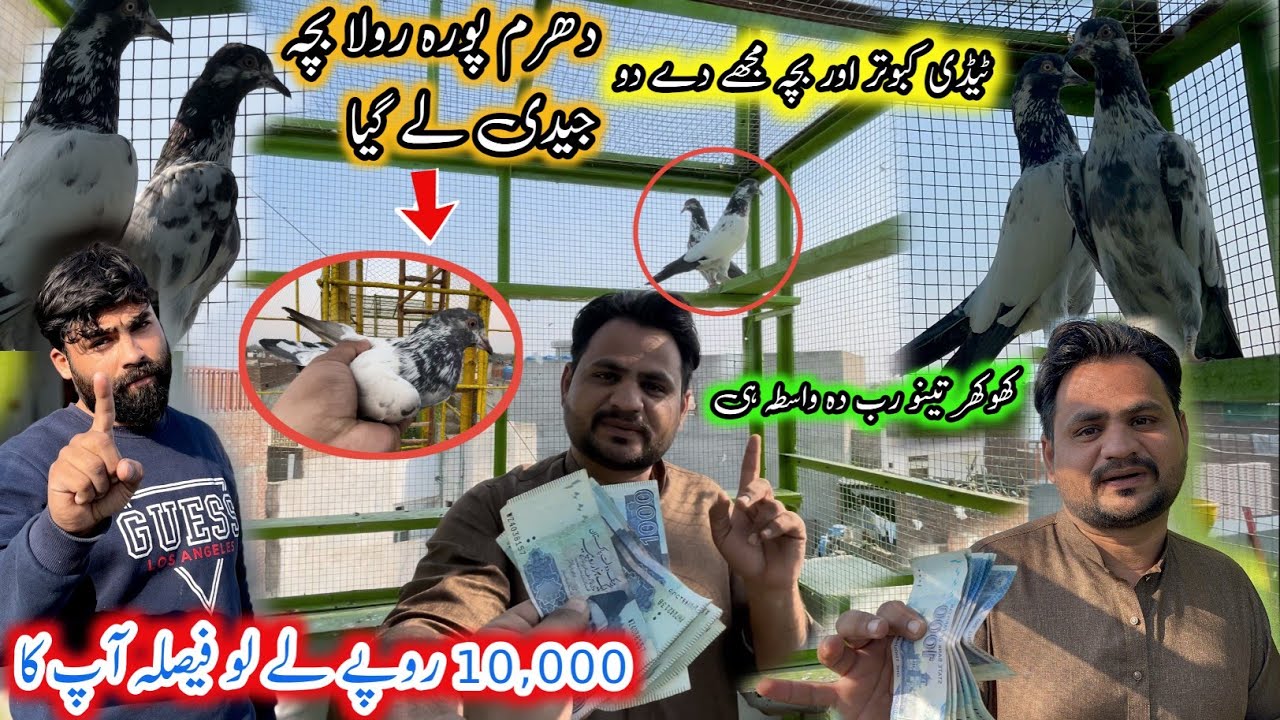 Jadi Bhai Ku 10,000 Ka Kabootar De Ka Nahi || Khokhar Pigeons Club