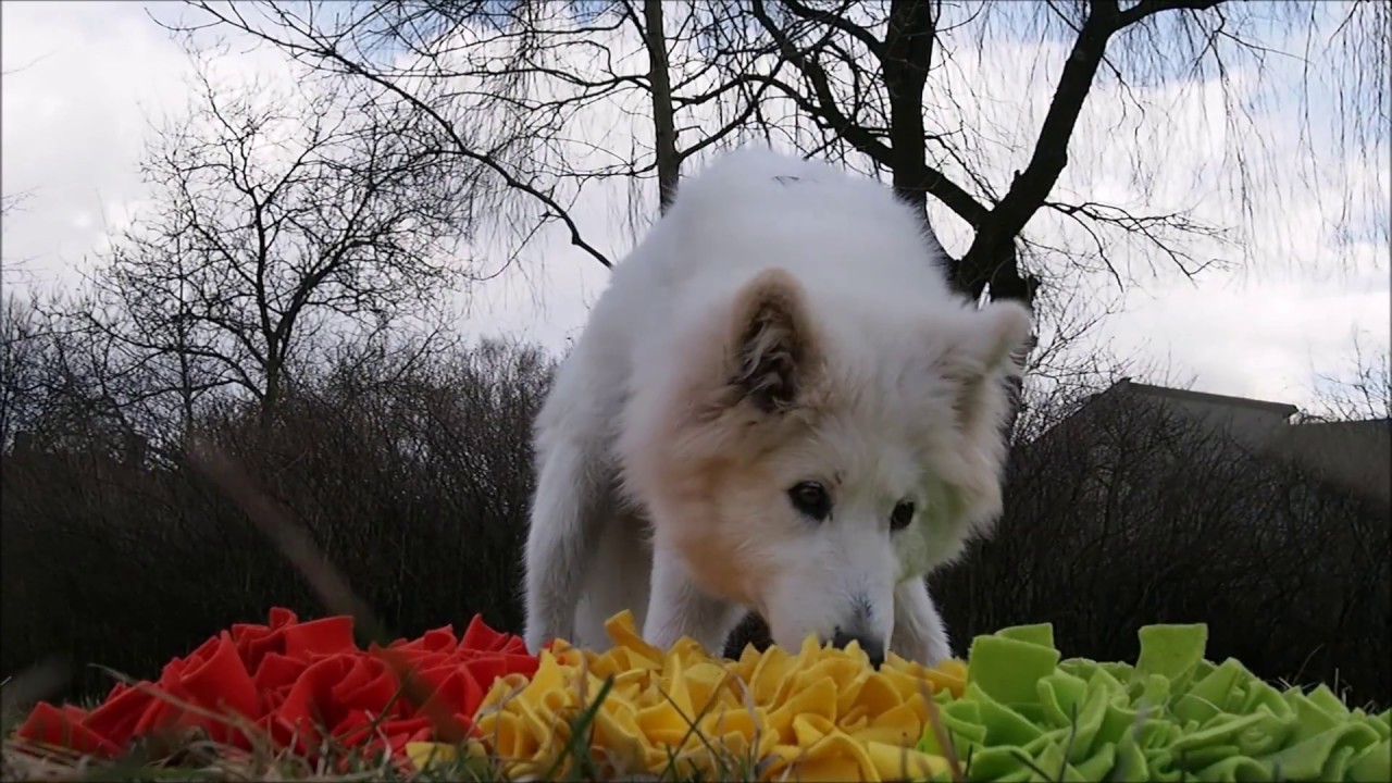 Maty węchowe