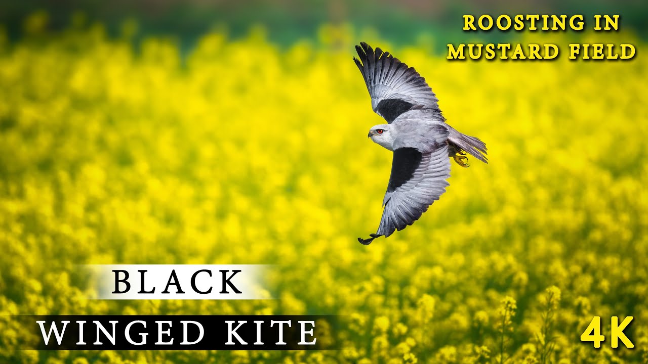Black Winged Kite, Call-Habitat, birds of India, 4k #rahul_chakraborty #birds #wildlife #nature