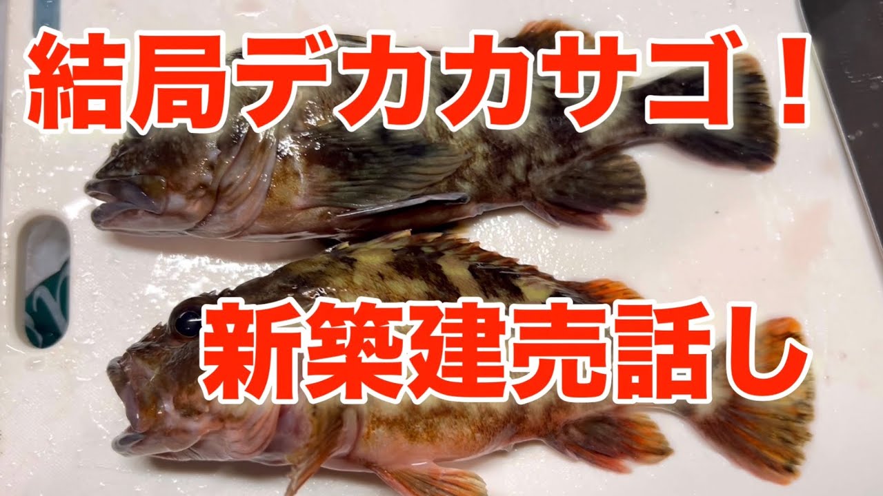 ヒラメ、カサゴ狙い！最近の出来事！
