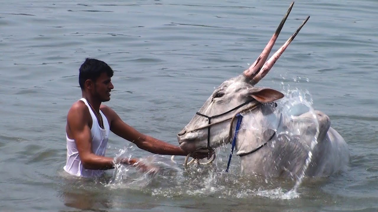 Mandya bulls getting bath in Kaveri river