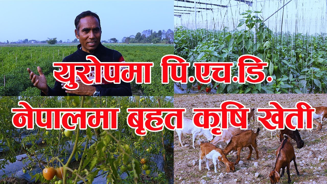 डेनमार्कमा अर्गानिक खेतीमा पि.एच.डि. गरेर नेपालमा अनुसन्धान गरिरहेका डा. भानेश्वरसँगको सम्बाद