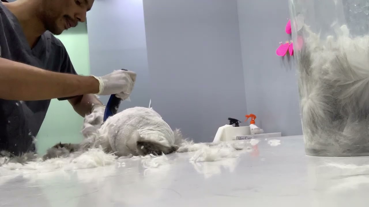 Without help perfect cat grooming 