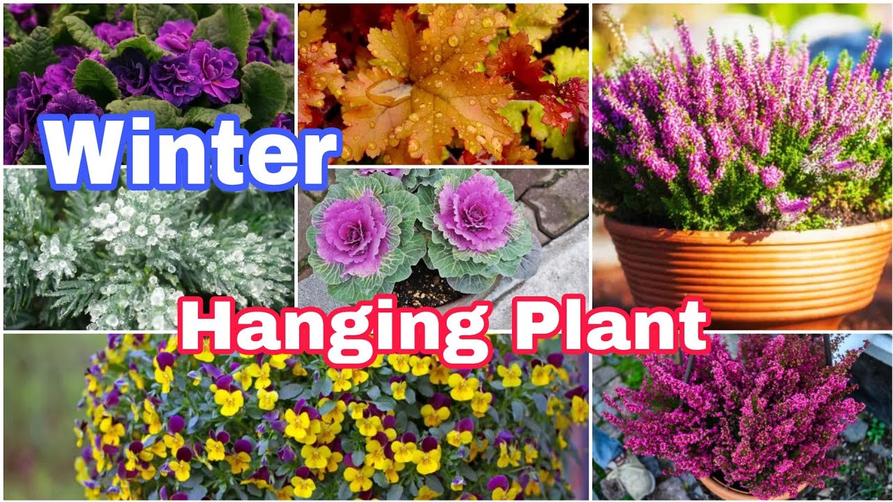 25 Plants for Winter Hanging Baskets || Winter Hanging Plants