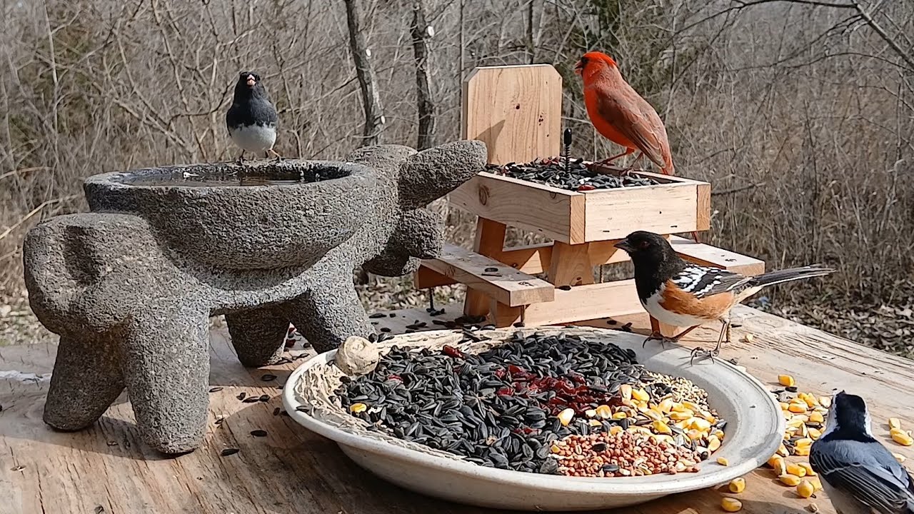 Nature birds sounds relaxing 😌 