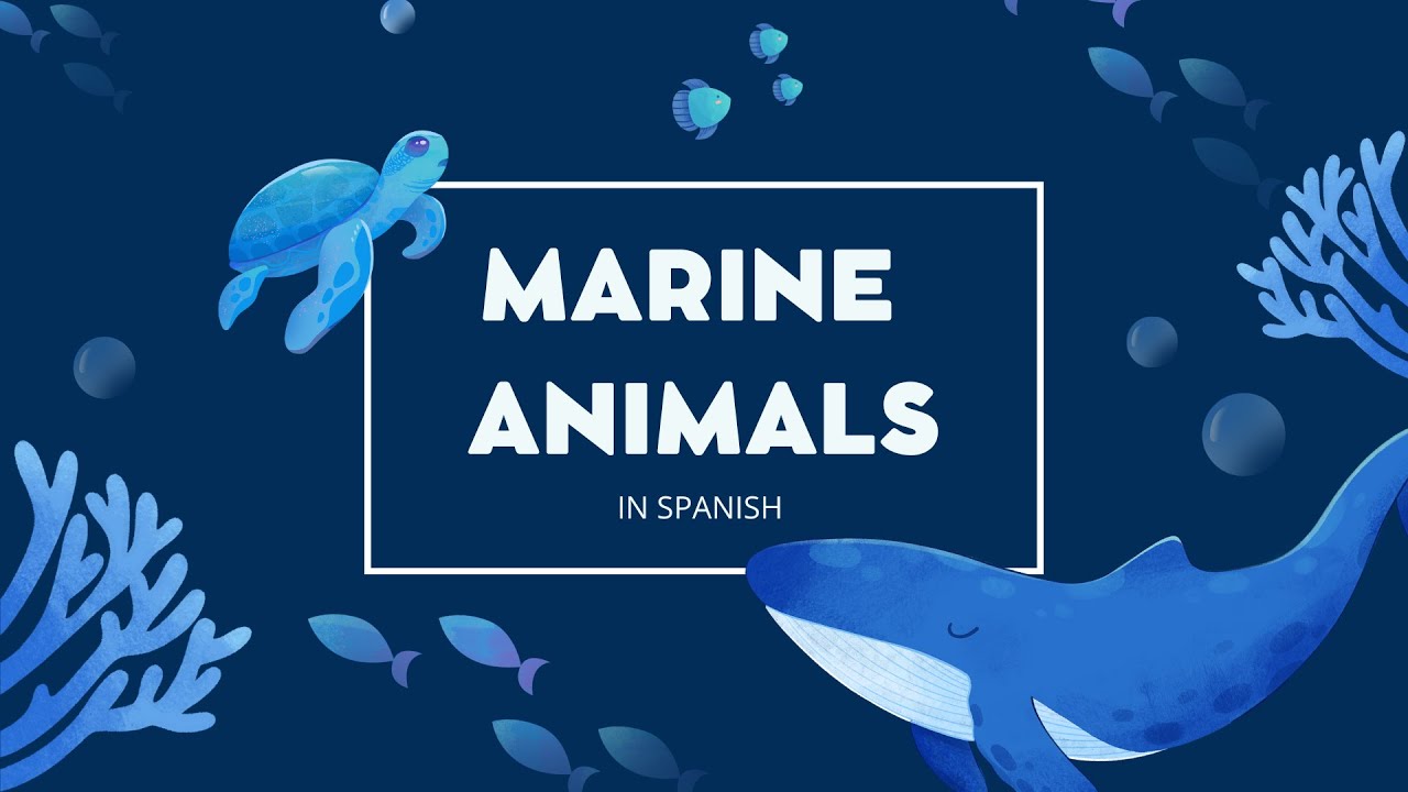 Marine Animals in Spanish | Animales marinos en Español
