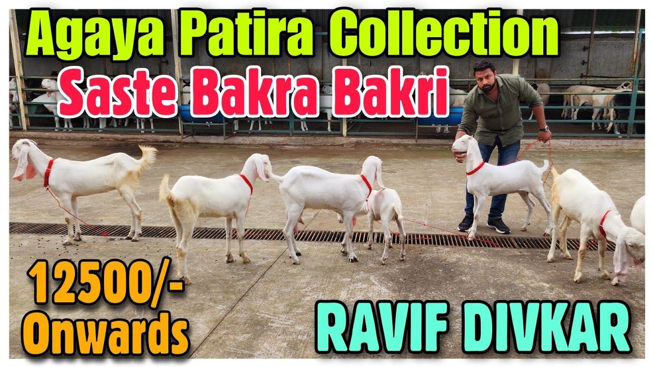 12500/- Onwards Patira Bakra Bakri RAVIF DIVKAR | Reasonable Price Patira Goats |@Rizwankranti