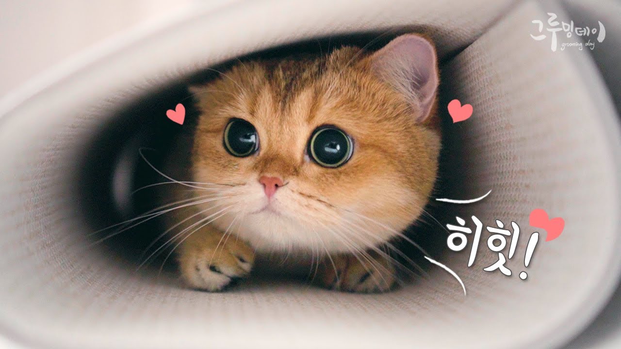 고양이 매트를 너무 좋아하는 베리