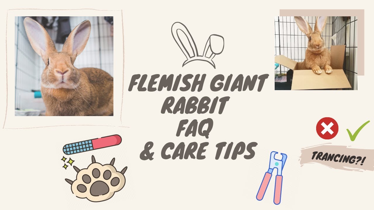 How To Trim Your Rabbit's Nails -  FAQ Tutorial (grooming tools + techniques) | Flemish Giant