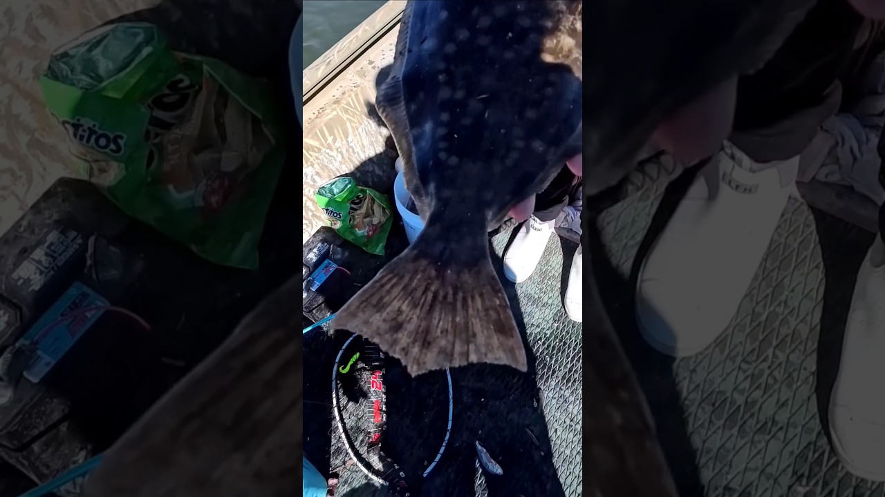 Случайный улов камбалы во время турнира. 
