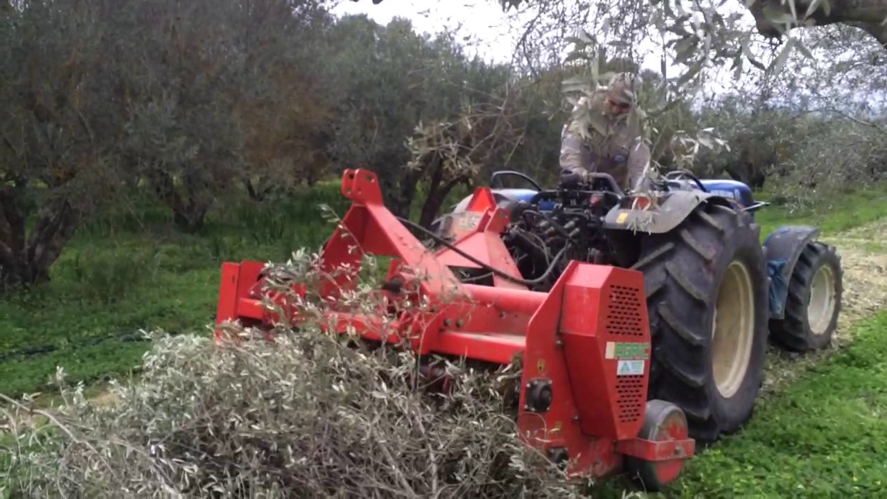 Θρυματισμος κλαδιών ελιάς