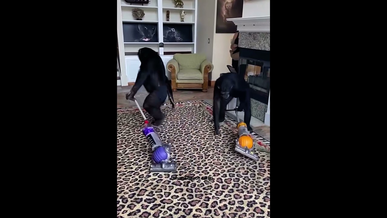 monkeys cleaning the house.  #shorts