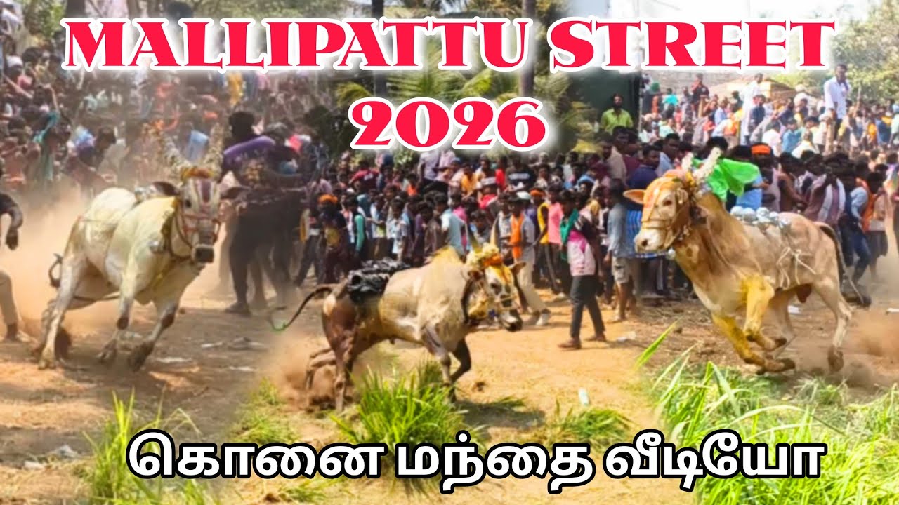 MALLIPATTU STREET 2026 கொனை மந்தை FULL வீடியோ 📸 #vmtvlog #eruthukattu #jallikattu #bull #trending 