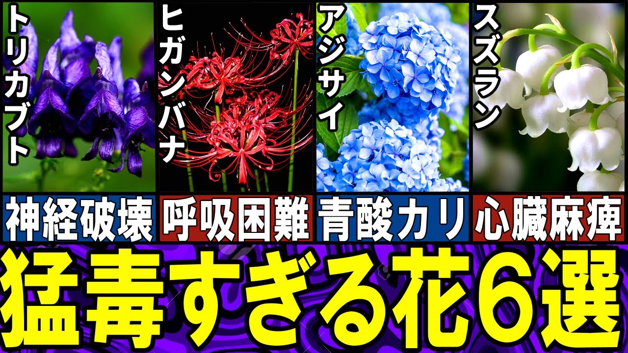 【閲覧注意】猛毒すぎる身近な花６選【ゆっくり解説】【動物おもしろ雑学】