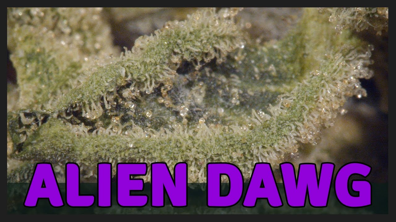 ALIEN DAWG - HYBRIDE 70% INDICA - THC 20.54%