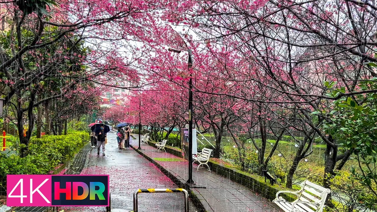 【雨天散步櫻花大道】汐止康誥坑溪｜4K HDR｜Walking in the Rain in Cherry Blossom Avenue, Xizhi, New Taipei｜Dolby Vision
