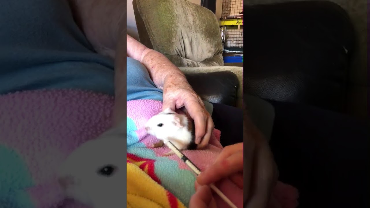 Saving the guinea pig runt