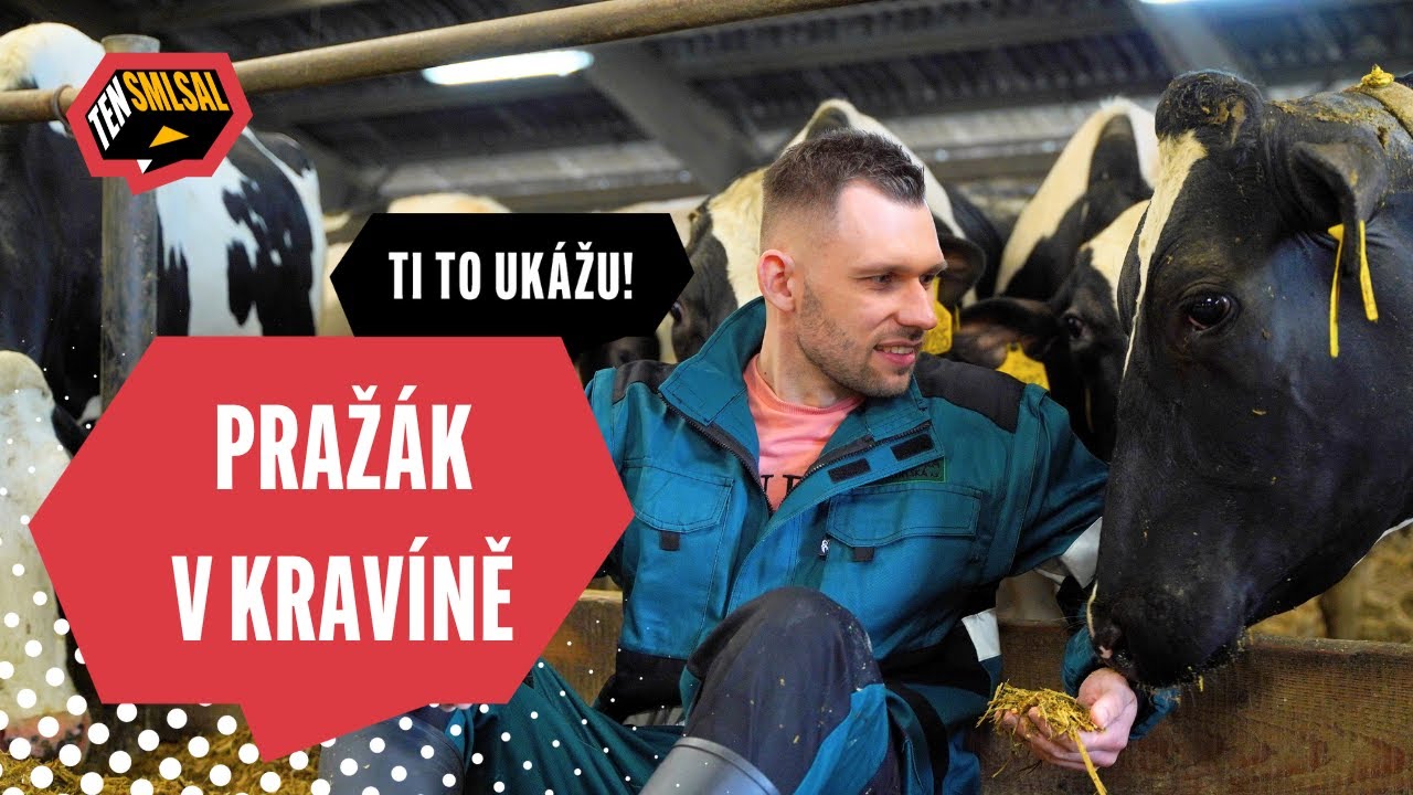 Slunce, seno, Smlsal. Naháněl jsem a dojil krávy, kopaly mě i lízaly