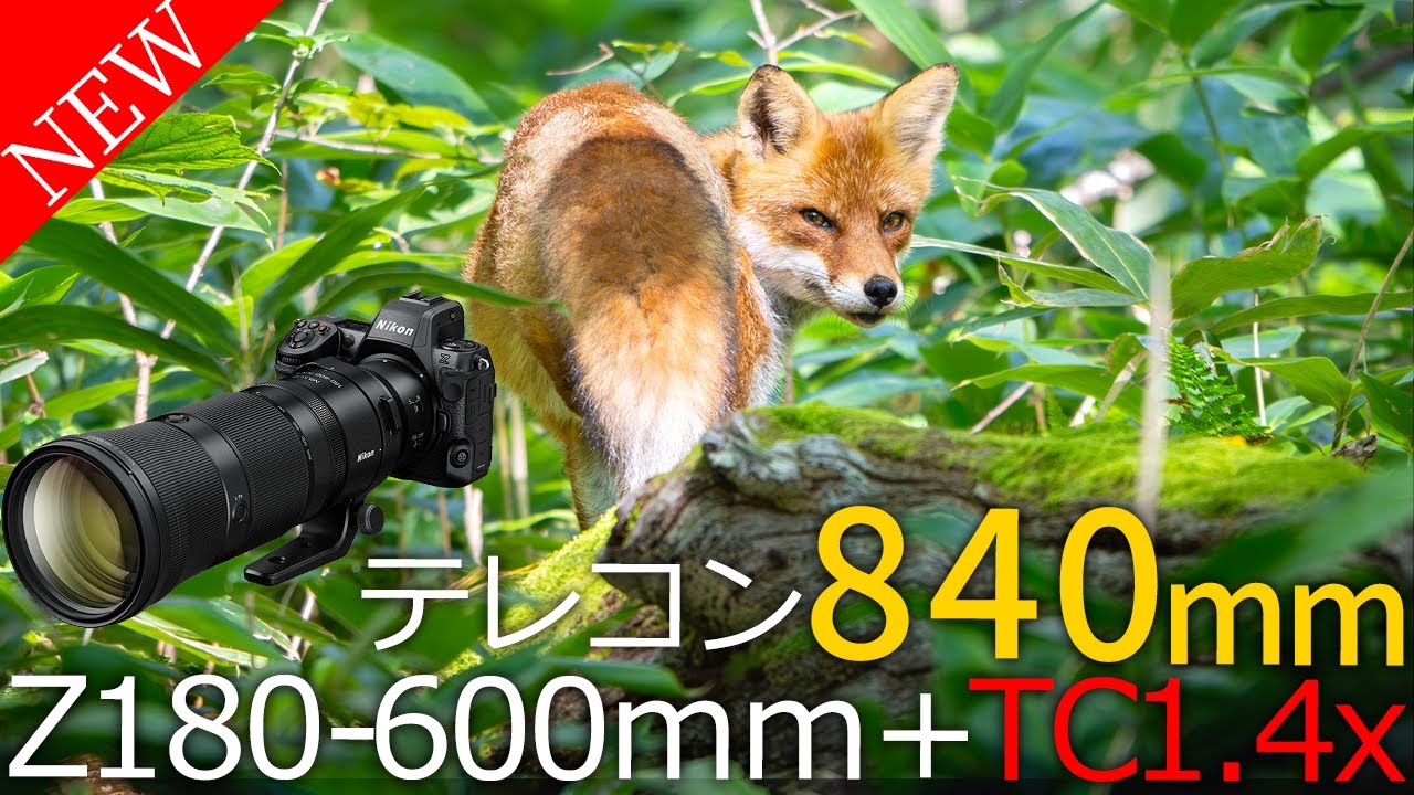 NIKKOR Z 180-600mm f/5.6-6.3 VR＋TC-1.4xで野鳥や自然の生物を撮影してきた