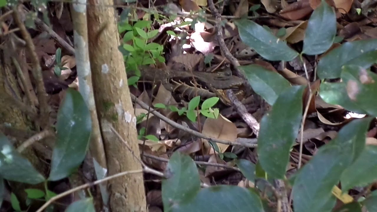 Curiango com ninho no ch&atilde;o