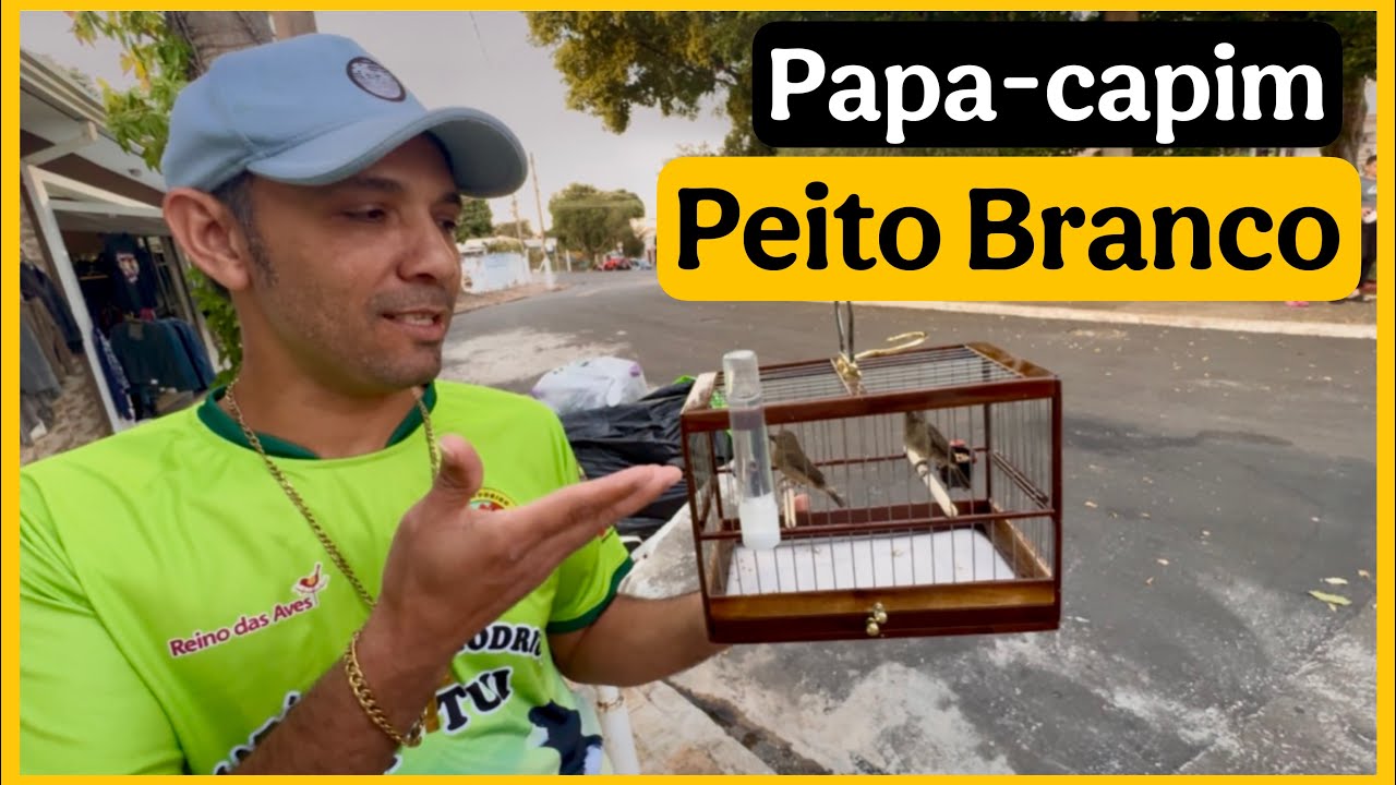 GANHEI UM CASAL DE COLEIRO PAPA-CAPIM! | Presente Incrível do Criatório Rodrigo Tui Tui 🐦