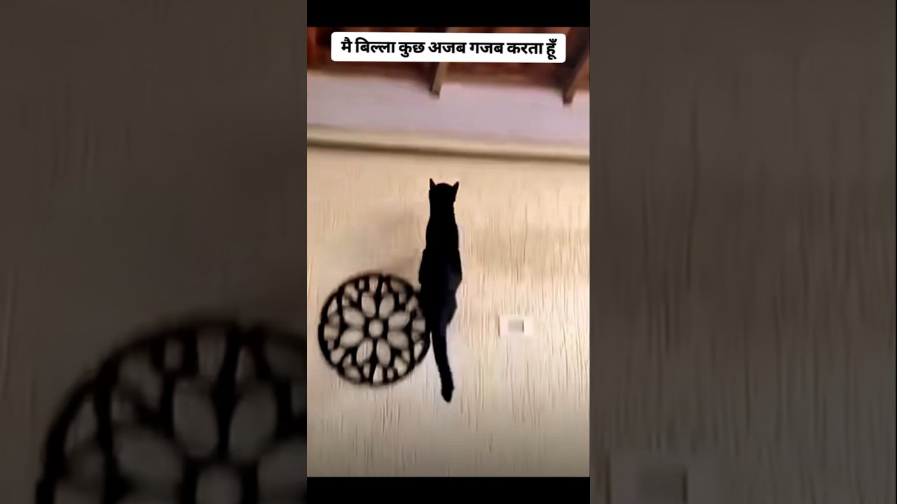 मै बिल्ला कुछ अजब गजब करता हूँ