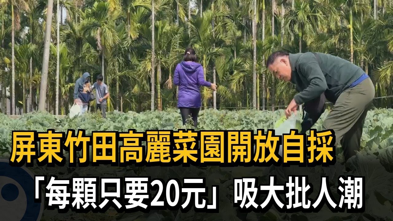 屏東竹田高麗菜園開放自採 「每顆20元」吸人潮－民視新聞
