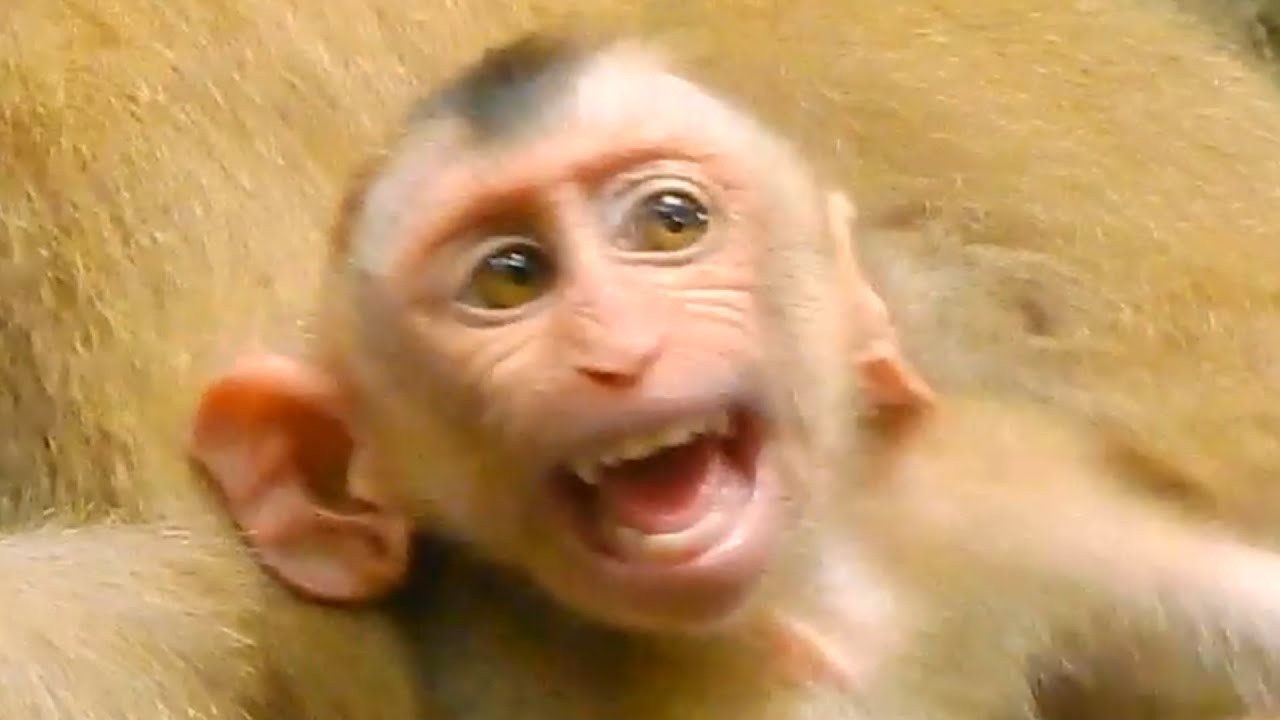 Screaming! Poor Orphan Monkey C-rying Loudly coz Mom Refusing Milk