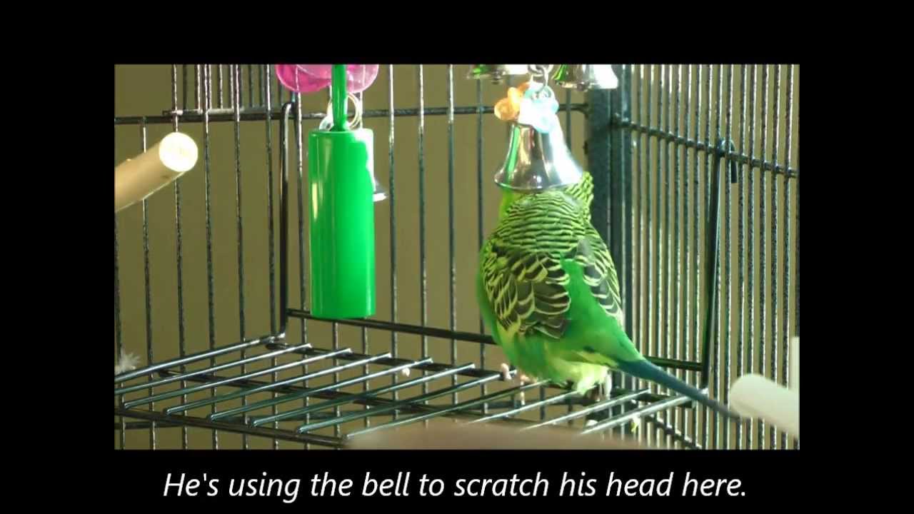 Disco is Sgt. Parakeet