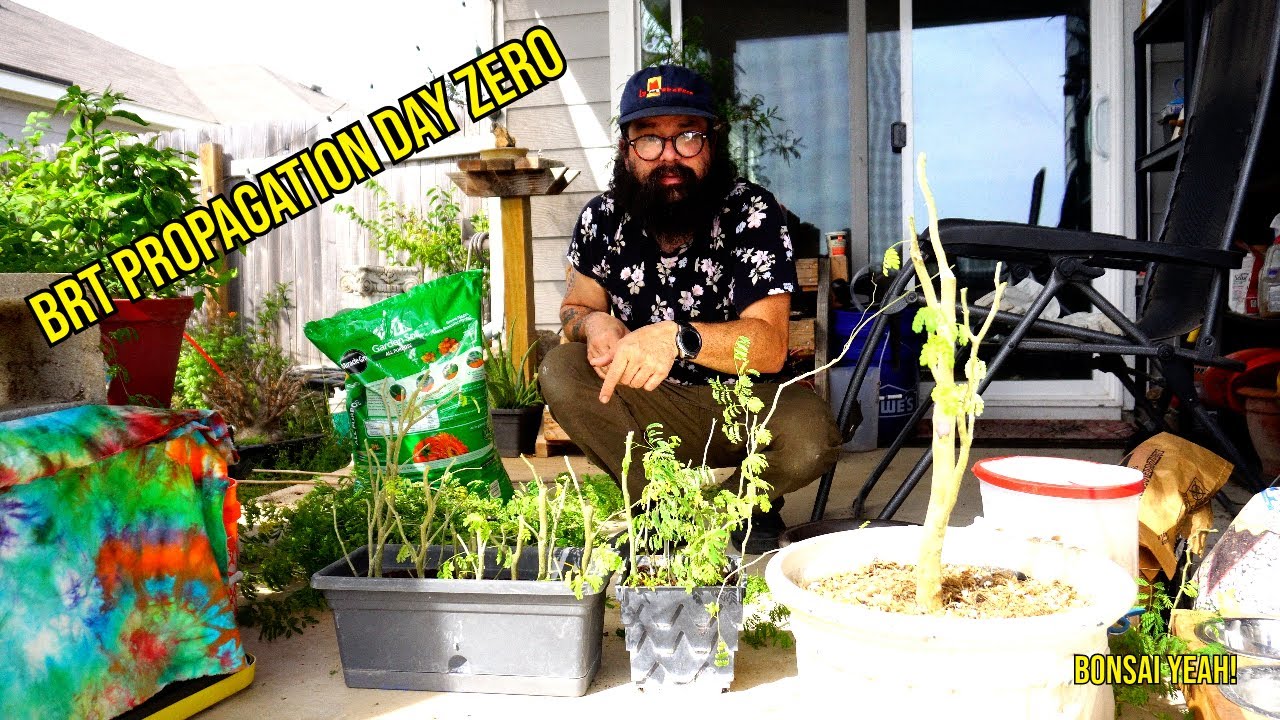 Brazilian Rain Tree Propagation Day ZERO - Bonsai-YEAH!