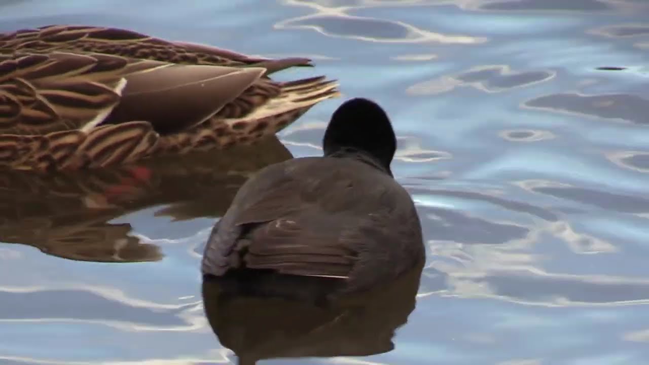 Wallie: Avian Anomaly Unveiled!