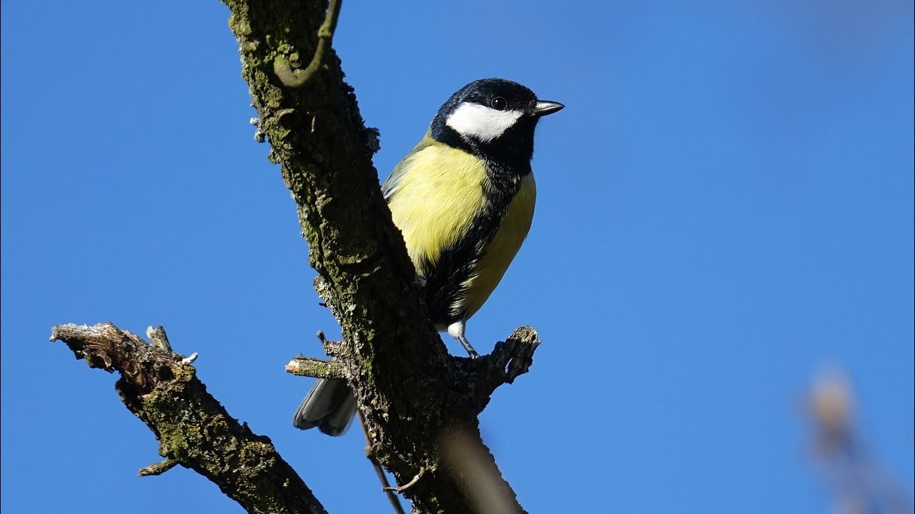 S&yacute;kora koňadra (Parus major) Great tit, Большая синица, Kohlmeise, Bogatka zwyczajna, S&yacute;korka veľk&aacute;