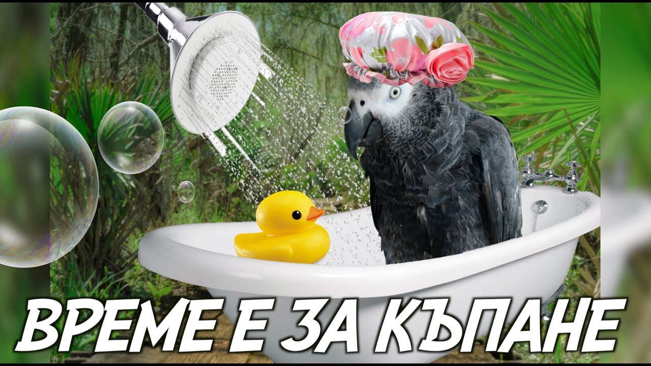 Как се КЪПЕ ПАПАГАЛ / Къпем ЖАКОТО РИО /  How to SHOWER A PARROT
