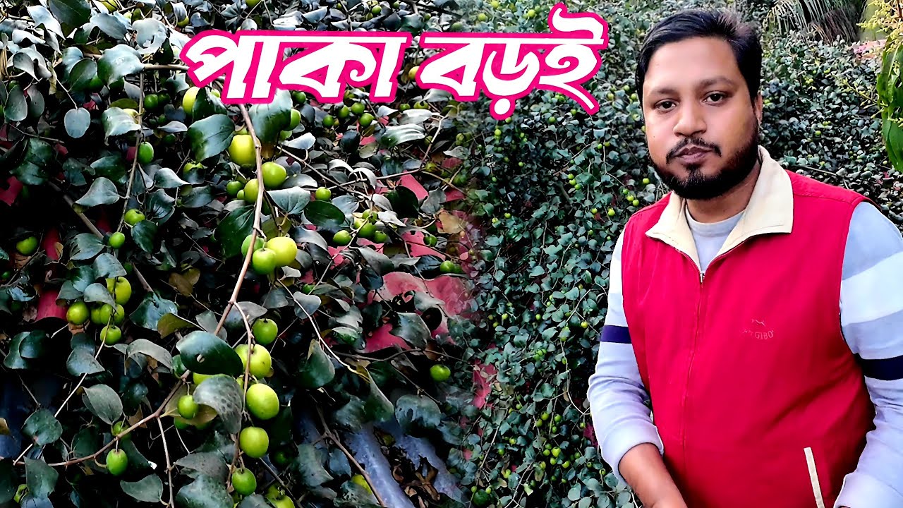 পাকা বড়ই দেখলে গাছে ডিল মারেনা কোন বোকায় l The village elder