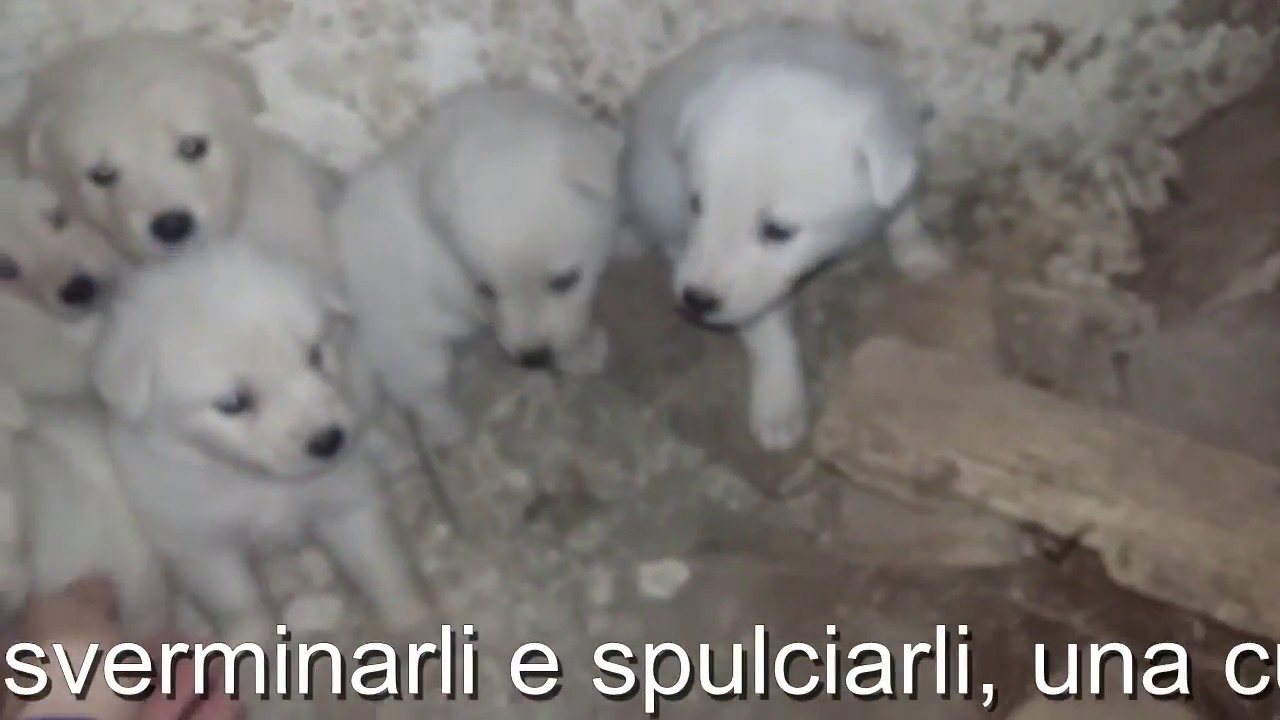 7 MAREMMANINI SCOPERTI IN UN' ANTICA MASSERIA ABBANDONATA