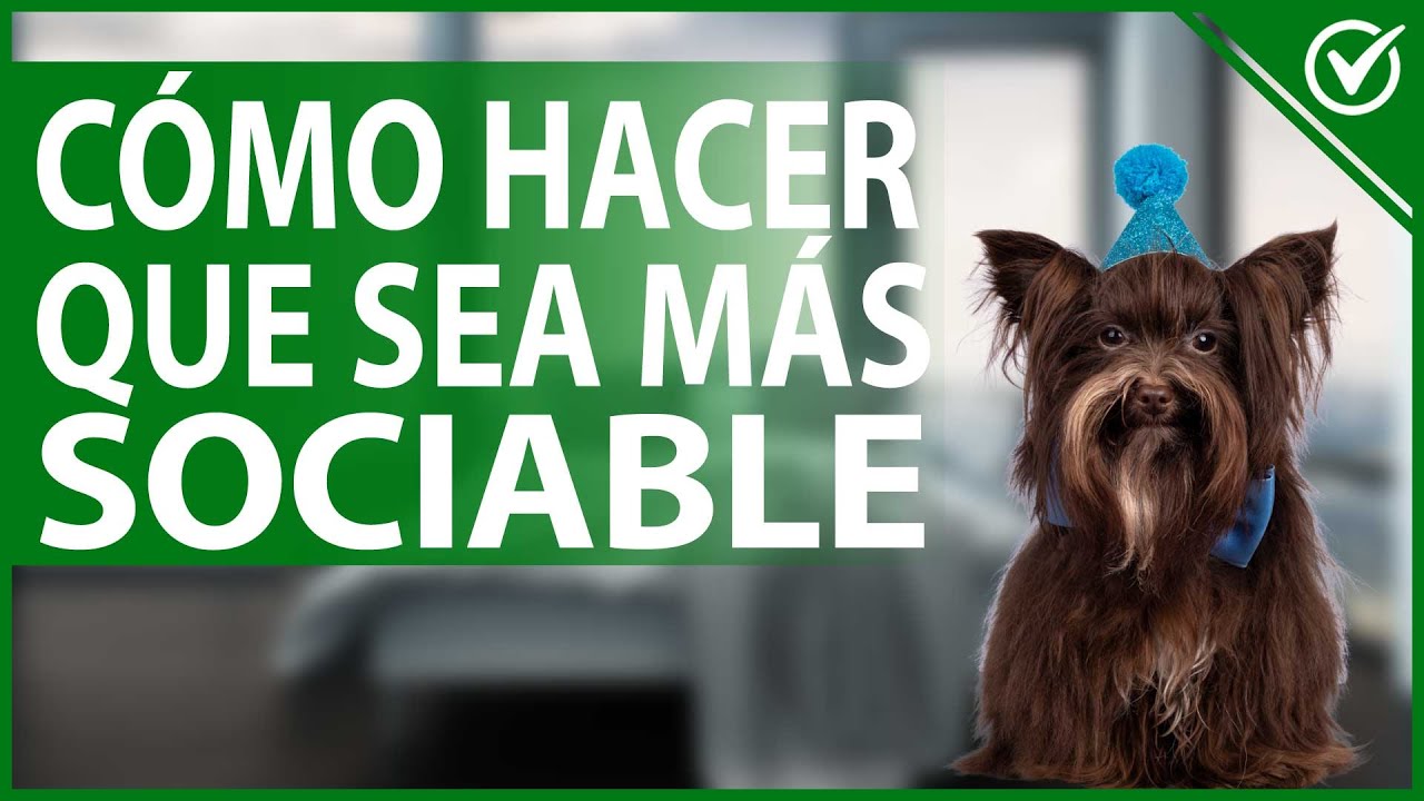 🐕 Consejos para Hacer que tu Perro Sea Más Sociable y Cariñoso - Educación Canina 🥰🐕