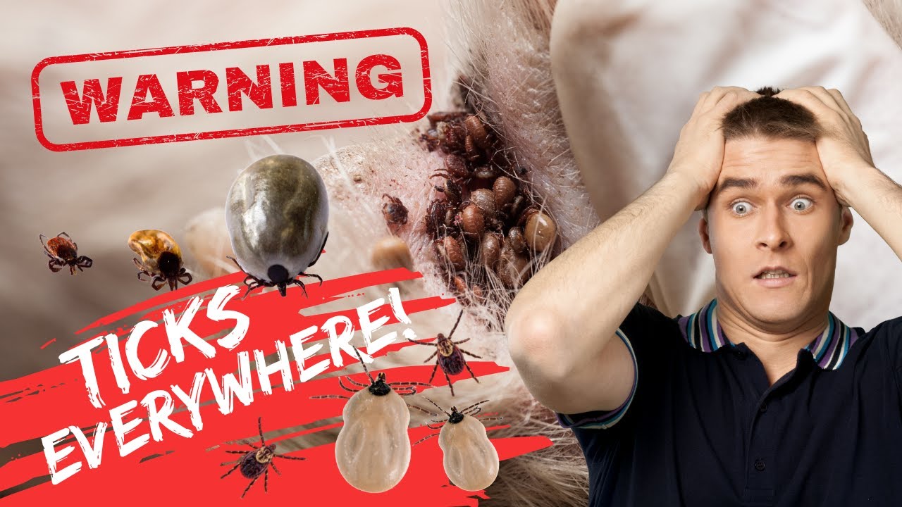 Different Types of Ticks in Dogs & Their Life Cycle