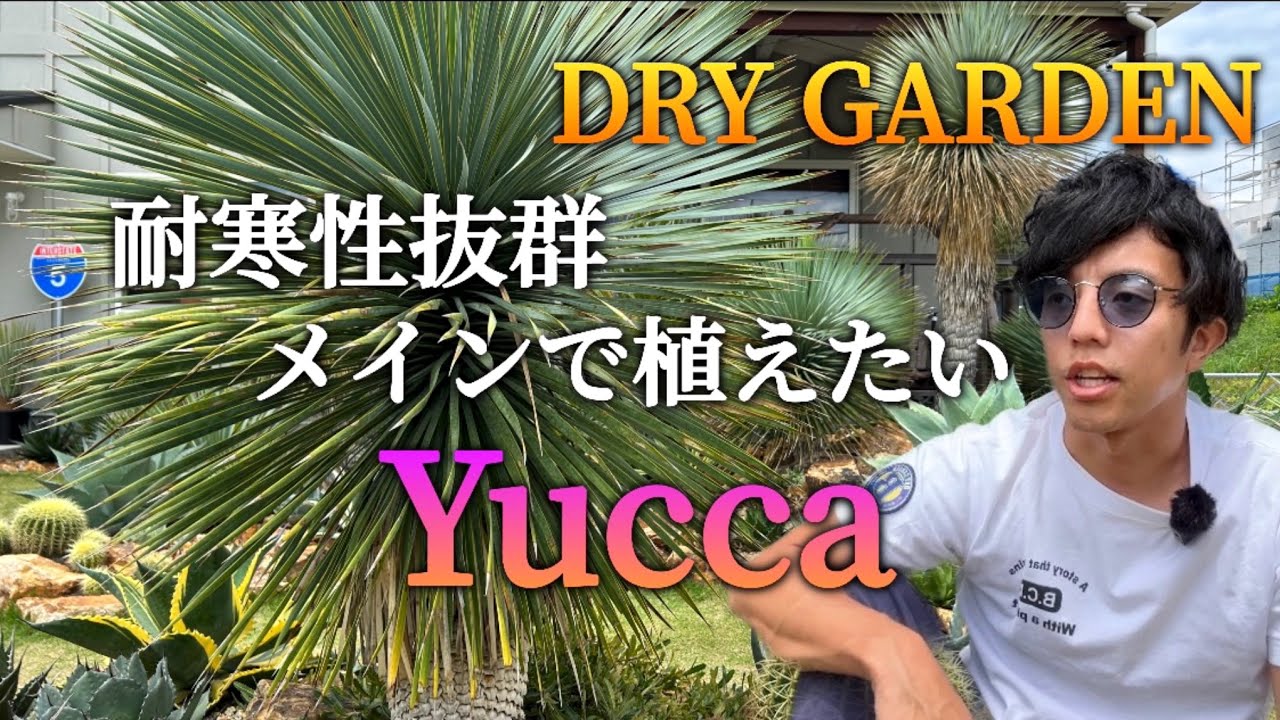【メインツリー】ドライガーデンにオススメの耐寒性のあるユッカを紹介‼︎俺が一番好きな植物はユッカロストラータです。