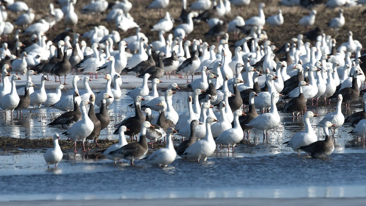 Spring Light Goose Conservation Order 2022 - NDGNF - 03-03-2022