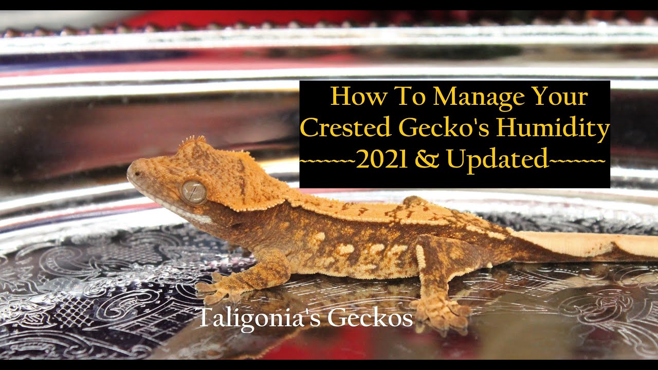 Managing Your Humidity 2021🦎 Crested Gecko Care Tips